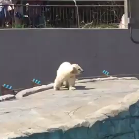 ユウコvs貝の画像
