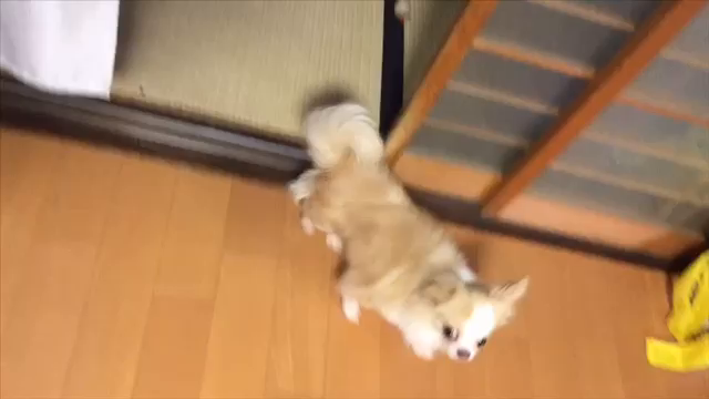 しょうまくんお届け☆ロングコートチワワの記事動画