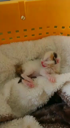 仔猫保護しましたの記事動画