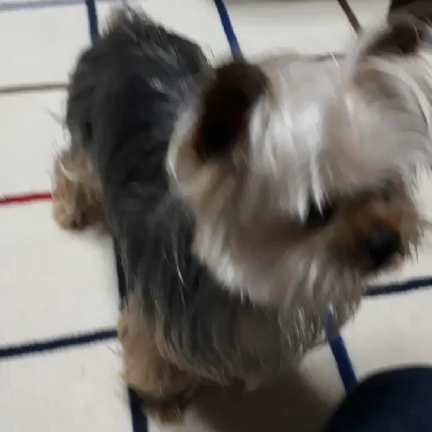 あやめちゃんお届け☆ヨークシャテリアの記事動画