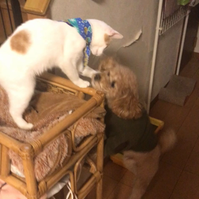 ひょろ　ひょろ　ニャンコ　と　くまの画像