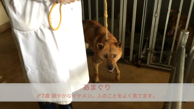 わんこ紹介☆センターより(6/11②)の記事動画