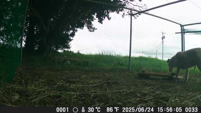 １２／１４　ゼロイバ捕獲のメス成犬、２頭受け入れしました。の記事動画