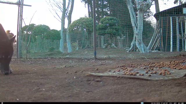 茨城県小美玉市での野犬の蛇口閉め活動（2025.4月）の記事動画