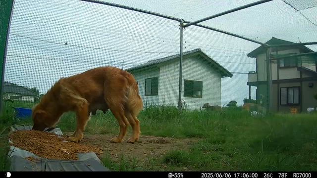 茨城県小美玉市での野犬の蛇口閉め活動（2025.6 月）の記事動画