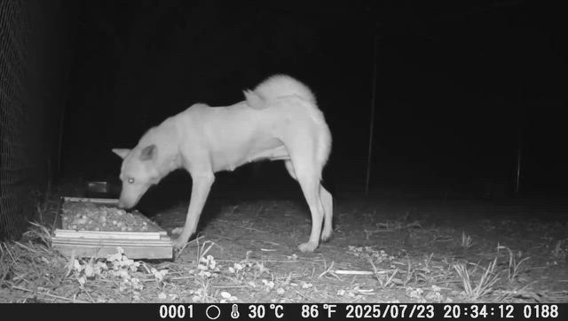 １２／１４　ゼロイバ捕獲のメス成犬、２頭受け入れしました。の記事動画