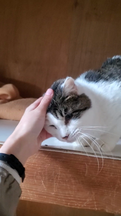 ◇シェルター通信　おたまちゃん◇の記事動画