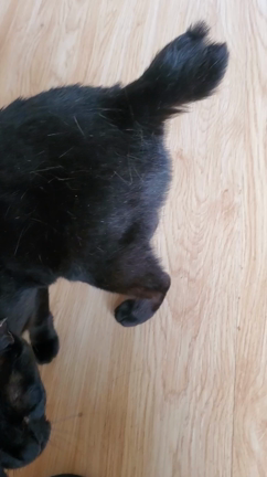 ■シェルター通信　べろちゃん■の記事動画