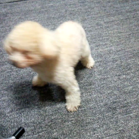 動画はどうかな…。の画像