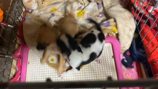メイちゃんの記事動画
