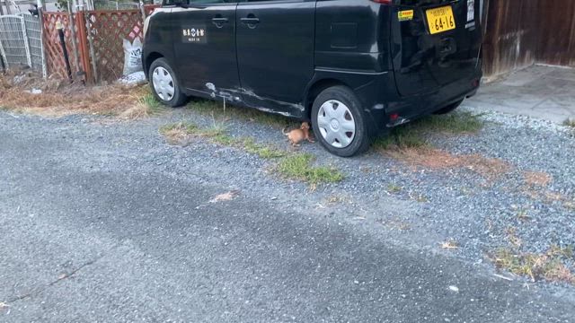 めいちゃんの記事動画