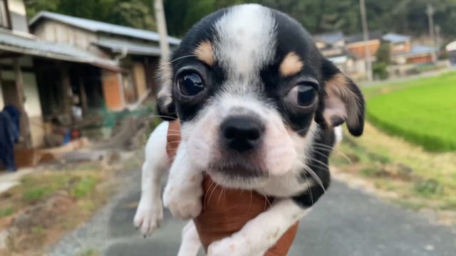 颯太君の記事動画