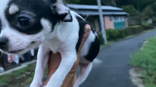 小太郎君の記事動画