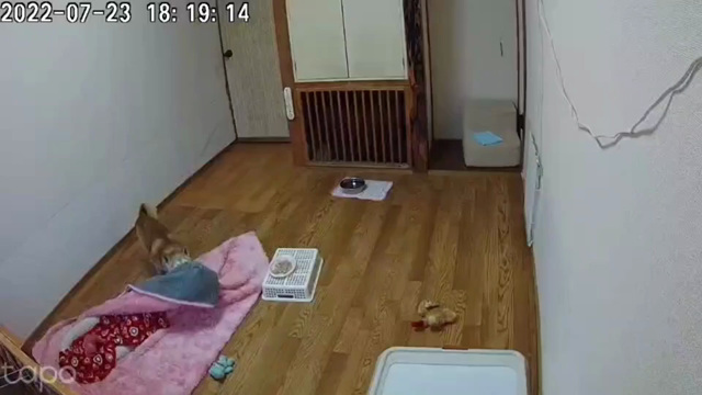 7/24(日)のホテルの様子の記事動画
