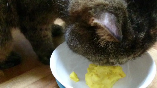 ★腎臓病のネコさんにどんな食事を？★の記事動画