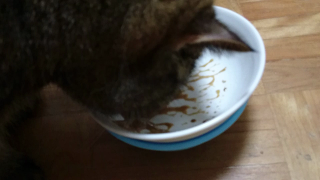 ★腎臓病のネコさんにどんな食事を？★の記事動画