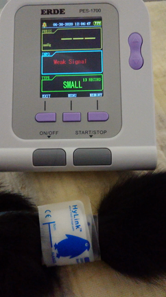 ”正しく測れる？ ★動物用血圧計★ エルデ PES-1700 の使い心地 ～おうちで血圧測定”の記事動画