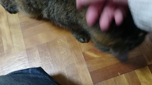 ★腎臓病のネコさんにどんな食事を？★の記事動画