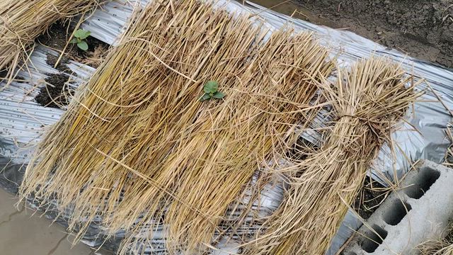 キュウリの定植しました。の記事動画