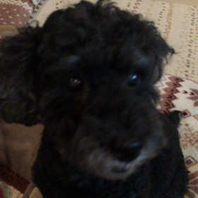 子守りならぬ犬守りの画像