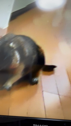 録画した歌番組に飽きたから(๑˃̵ᴗ˂̵)の記事動画