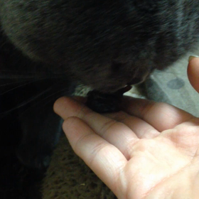 プルーン食べる猫の画像