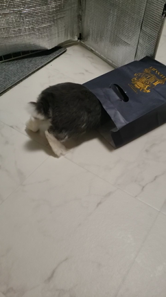 けつようびの記事動画
