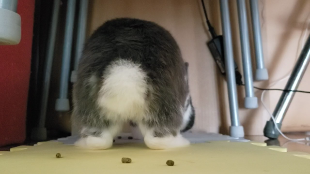 けつようびの記事動画
