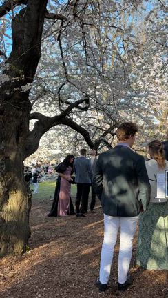 ニューヨークでも桜が見れる？の記事動画