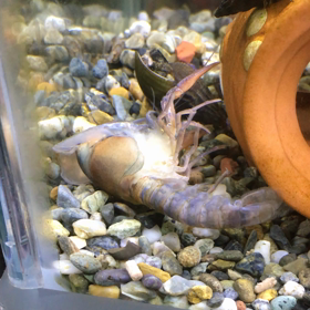 フェイドザリガニの脱皮の画像