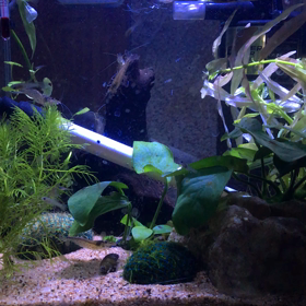 稚魚専用水槽の画像