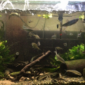 オイカワさんの画像