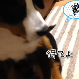 ヨダレガタレテルヨーイ(・o・)の画像