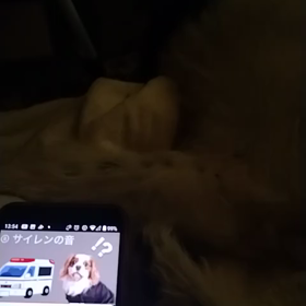 反応しませんの画像