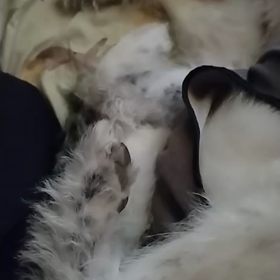 キモ飼い主の自己満足の画像