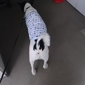 訓練された犬の画像