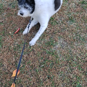 帰らない犬の画像