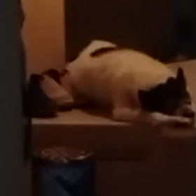 しもしも〜の画像