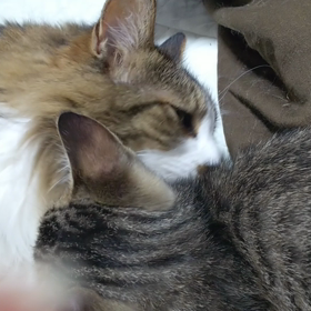 猫動画☆ついにイクメン復活⁉️☆ロジャー編の画像