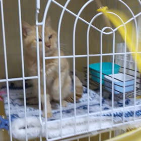 猫動画☆ゼリー＆高菜との再会②の画像