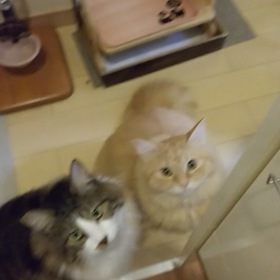 猫動画☆ゴハーンと鳴く☆ルカ編の画像