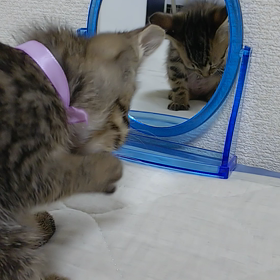 猫動画☆おしゃれさん☆ミー太郎編の画像