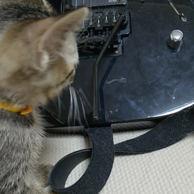 猫動画☆猫とギター☆ミー太郎編の画像