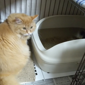 猫動画☆ルカとミー太郎の距  離の画像