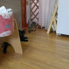 猫動画☆ミー太郎との再会①の画像