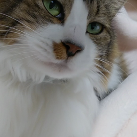 猫動画☆毛布フミフミ☆ロジャー編の画像