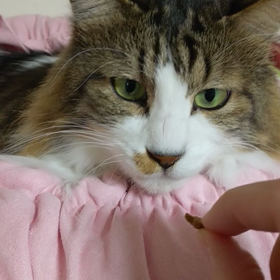 猫動画☆メルヘン王子の食事☆ロジャー編の画像