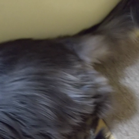 猫動画☆エマとミー太郎の距離の画像