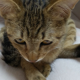 猫動画☆モノマネクイズ☆みむろ編の画像