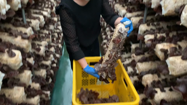 生きくらげの美味しさたるや！の記事動画